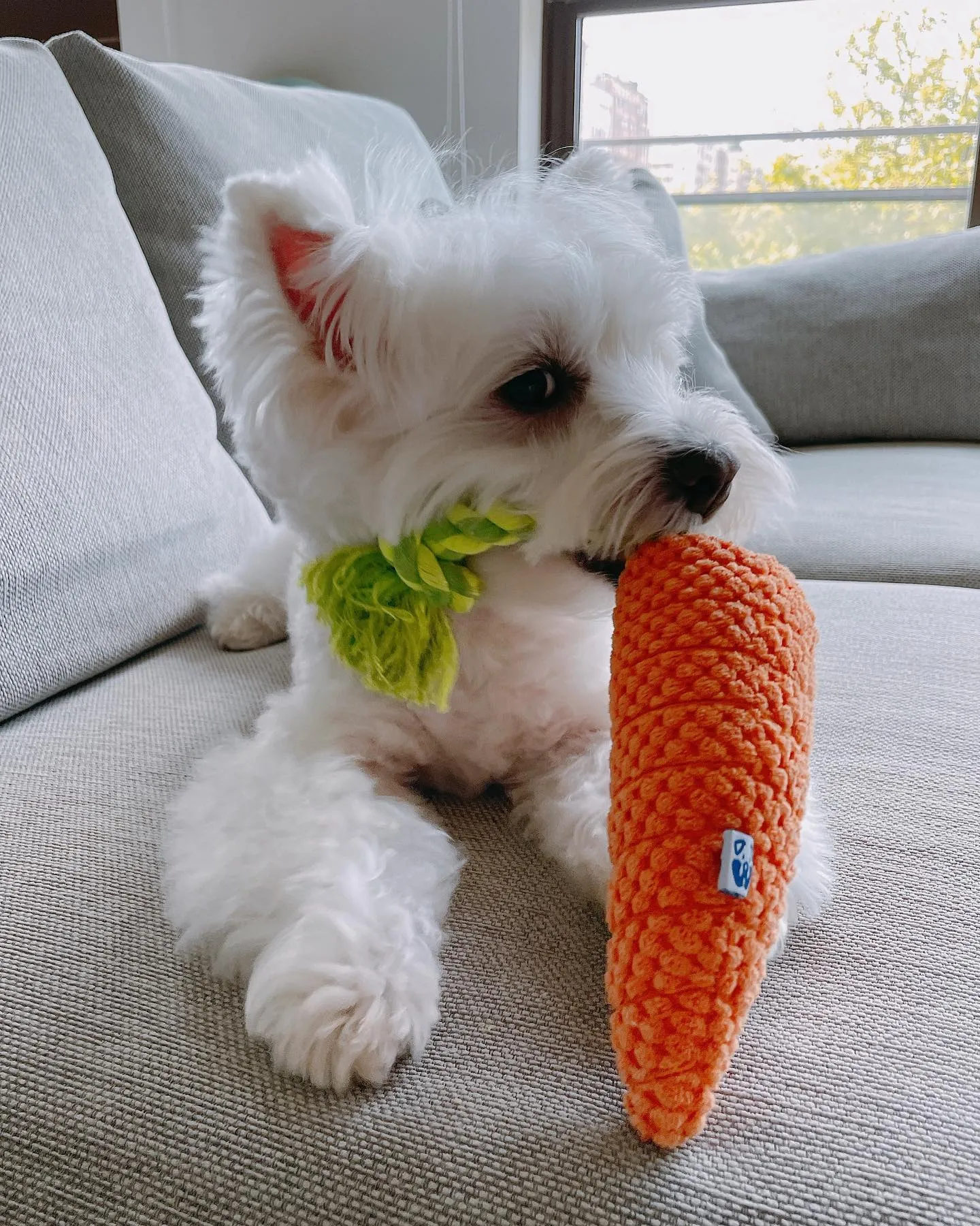 CARROT TUG ROPE INTERACTIVE DOG TOY