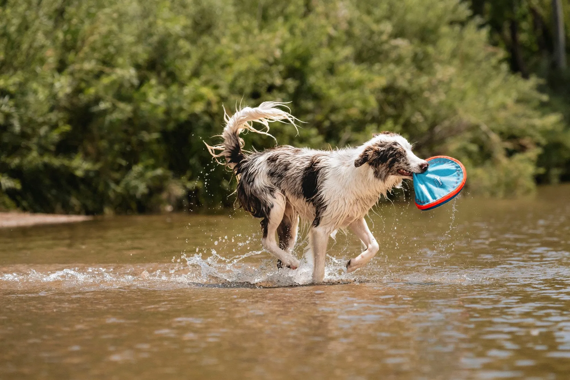 Chuckit! Paraflight Flyer Dog Toy