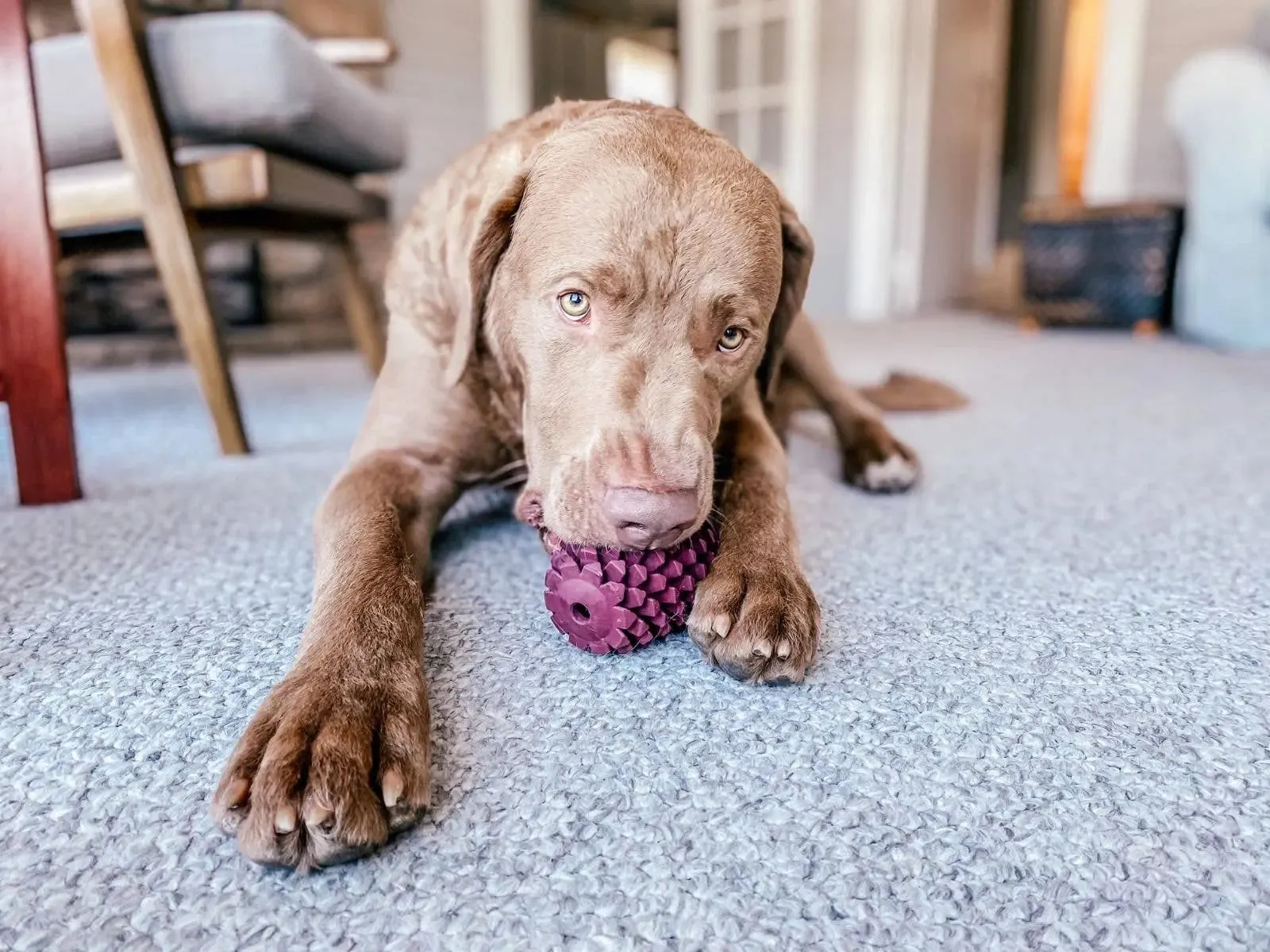 Natural Rubber Pinecone Toy